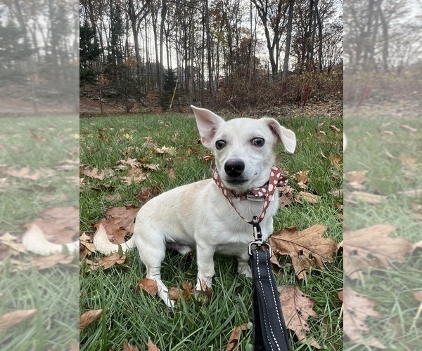 Medium Photo #9 Chihuahua Puppy For Sale in DURHAM, CT, USA