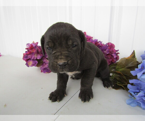Medium Photo #5 Cane Corso Puppy For Sale in EMPIRE STATE, NY, USA
