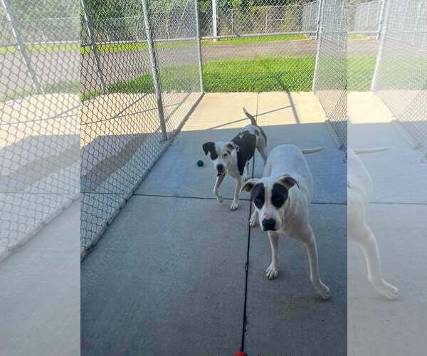 Medium Photo #3 Mutt Puppy For Sale in Rockaway, NJ, USA