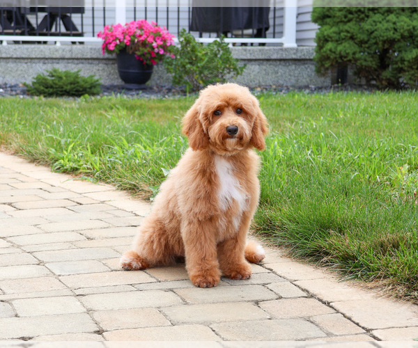 Medium Photo #14 Poodle (Miniature) Puppy For Sale in SYRACUSE, IN, USA