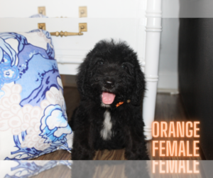 Bernedoodle Puppy for Sale in ROCKY MOUNT, North Carolina USA