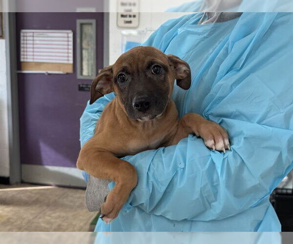 Medium Photo #1 Mutt Puppy For Sale in Raleigh, NC, USA