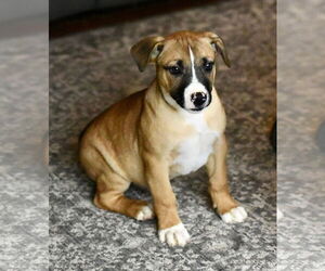American Bulldog-Labrador Retriever Mix Dogs for adoption in Mechanicsburg, PA, USA