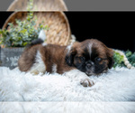 Small #4 Shih Tzu