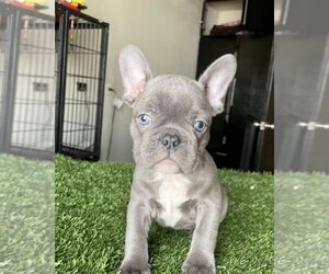 French Bulldog Puppy for sale in LOS ANGELES, CA, USA
