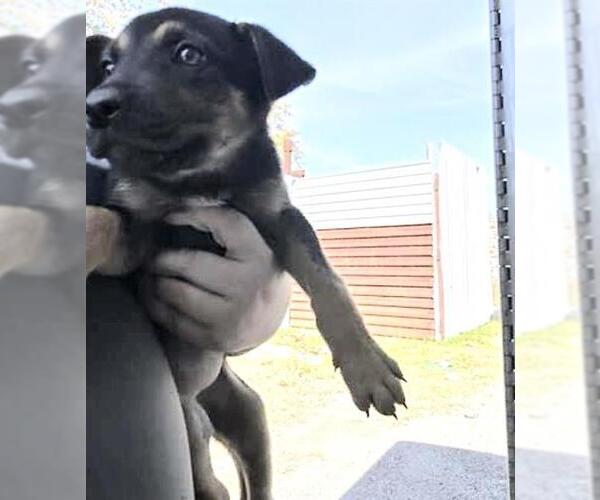 Medium Photo #2 Labrador Retriever-Unknown Mix Puppy For Sale in Houston, TX, USA