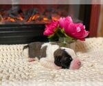 Small Photo #6 Saint Bernard Puppy For Sale in KALEVA, MI, USA