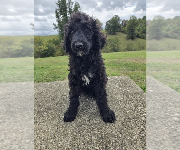 Medium Photo #1 Poodle (Standard) Puppy For Sale in WILLIAMSTOWN, KY, USA