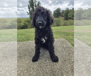 Poodle (Standard) Puppy for sale in WILLIAMSTOWN, KY, USA