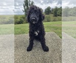 Small Poodle (Standard)
