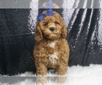 Puppy Gin AKC Poodle (Miniature)