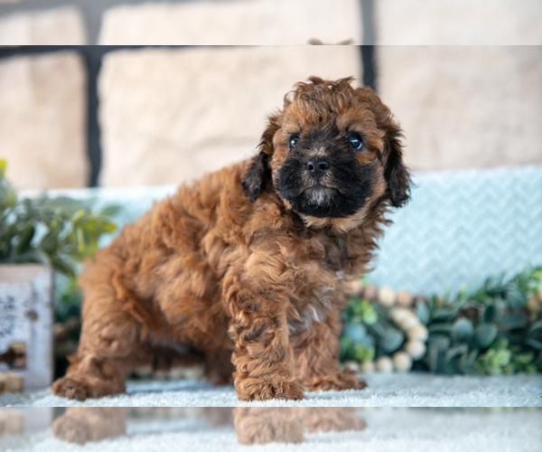 Medium Photo #5 Poodle (Miniature)-ShihPoo Mix Puppy For Sale in SUGARCREEK, OH, USA