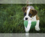Small #3 Boxer