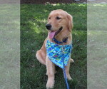 Small #30 Golden Retriever