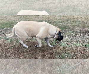 Mother of the Cane Corso-Mastiff Mix puppies born on 01/25/2026