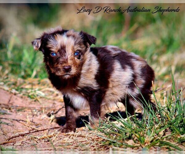 Medium Photo #3 Australian Shepherd Puppy For Sale in TULAROSA, NM, USA