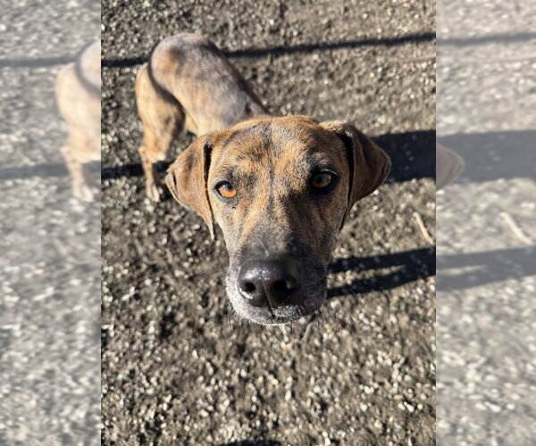 Medium Photo #20 Mutt Puppy For Sale in Elmsford, NY, USA