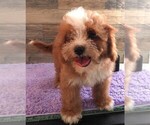 Small #3 Cavapoo
