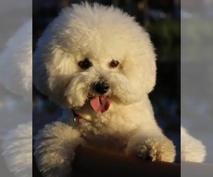 Father of the Bichon Frise puppies born on 05/30/2022