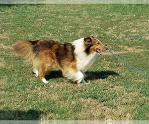 Father of the Shetland Sheepdog puppies born on 06/16/2018