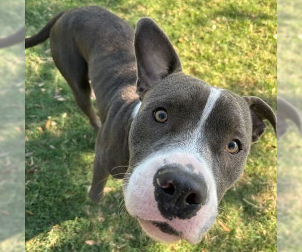 Medium Photo #2 American Pit Bull Terrier-Unknown Mix Puppy For Sale in Texas City, TX, USA