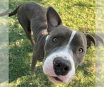 Small #1 American Pit Bull Terrier Mix