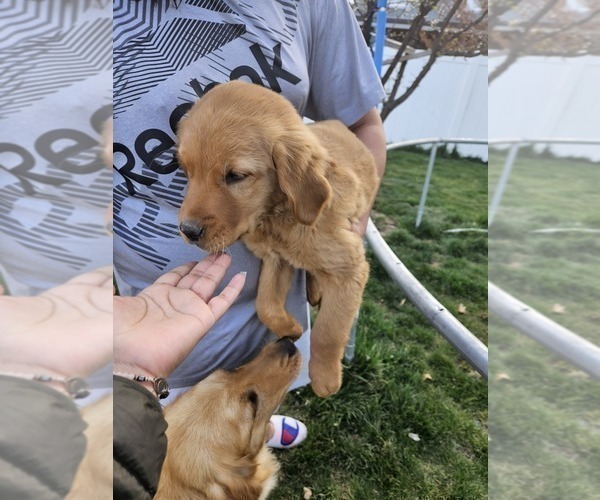 Medium Photo #1 Golden Retriever Puppy For Sale in YAKIMA, WA, USA