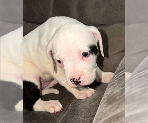 Medium Photo #5 American Bulldog Puppy For Sale in INDEPENDENCE, MO, USA