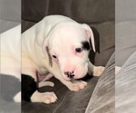Small #4 American Bulldog