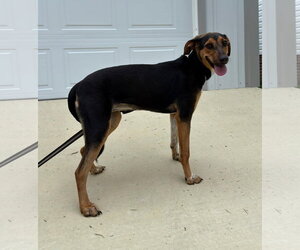 Ruby - Female Beagle-Unknown Mix Dog for Adoption - Photo #2