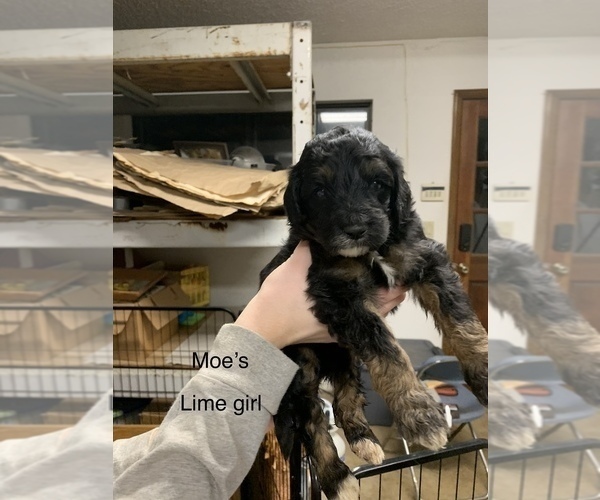 Medium Photo #5 Pyredoodle Puppy For Sale in BRKN ARW, OK, USA