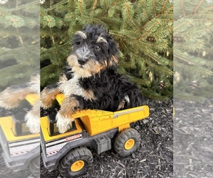 Bernedoodle (Miniature) Puppy for sale in MIDDLEBURY, IN, USA