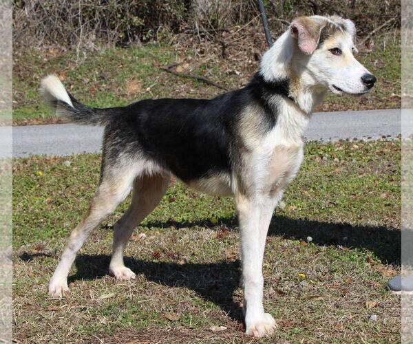 Medium Photo #2 Siberian Husky-Unknown Mix Puppy For Sale in Prattville, AL, USA