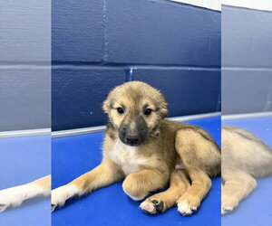 Chihuahua-Unknown Mix Dogs for adoption in Sterling, MA, USA