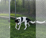 Small #3 Mutt