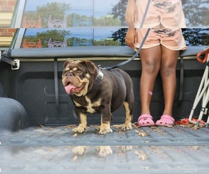 English Bulldog Puppy for sale in CONYERS, GA, USA