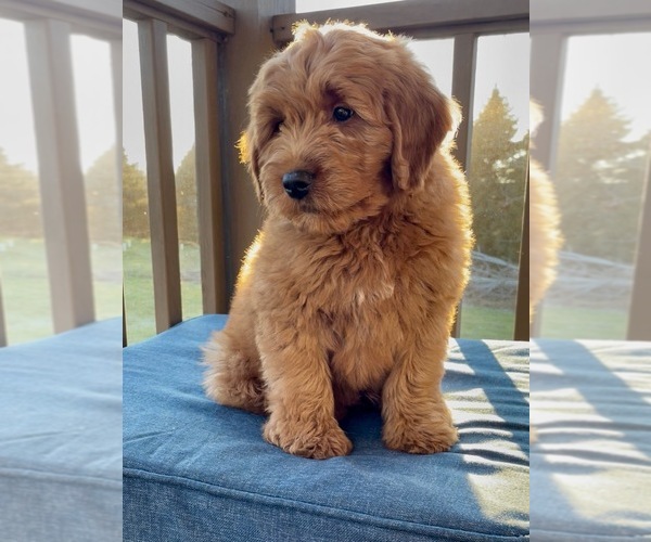Medium Photo #3 Goldendoodle (Miniature) Puppy For Sale in RANDOLPH, WI, USA