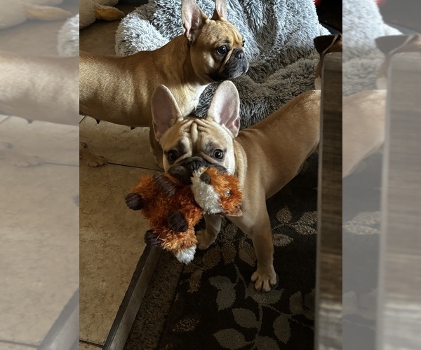 Medium Photo #5 French Bulldog Puppy For Sale in PHOENIX, AZ, USA