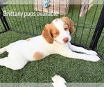 Small Photo #7 Brittany Puppy For Sale in MORENO VALLEY, CA, USA
