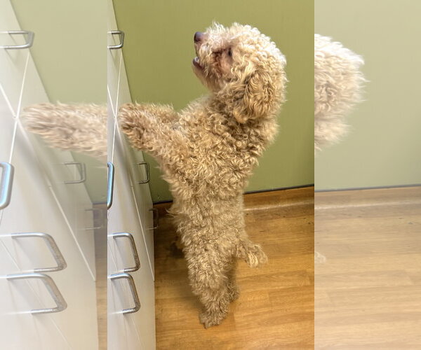 Medium Photo #5 Poodle (Miniature) Puppy For Sale in Mount Airy, NC, USA
