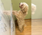 Small #4 Poodle (Miniature)