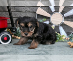 Small #2 Yorkshire Terrier
