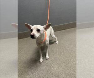 Chihuahua-Unknown Mix Dogs for adoption in Las Vegas, NV, USA