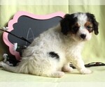 Small Photo #2 Cavapoo Puppy For Sale in FREDERICKSBURG, OH, USA