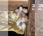 Small Photo #14 Great Pyrenees Puppy For Sale in NEWTONVILLE, NJ, USA