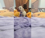 Small French Bulldog