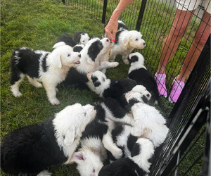 Old English Sheepdog Puppy for Sale in KEWANEE, Illinois USA