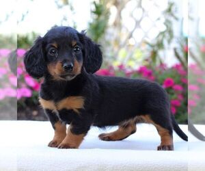 Dachshund Puppy for sale in LITITZ, PA, USA