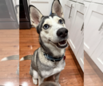 Small #3 Siberian Husky Mix
