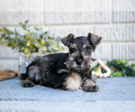 Small #1 Schnauzer (Miniature)